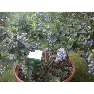 Rôzne odrody kanadských čučoriedok v plnej zrelosti