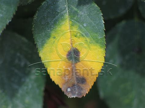 Detail hnednutia listov na čučoriedkovom kríku