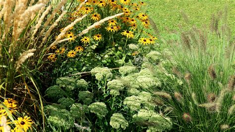 Detailná fotografia kombinácie Pennisetum a Sedum