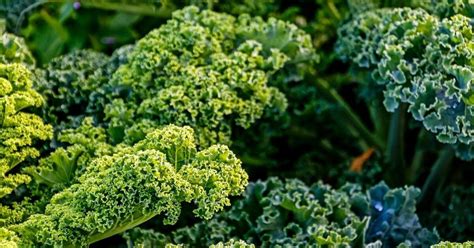 infografika s odporúčaným sponom pre rôzne odrody kelu