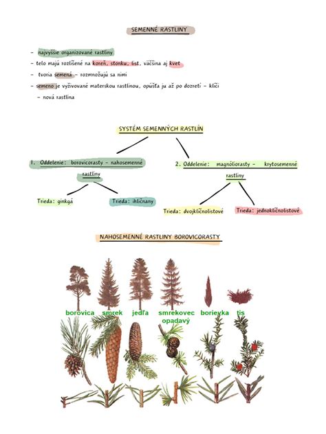 Schéma rastliny echinacea s vyznačenými časťami vhodnými na zber: kvet, list, koreň