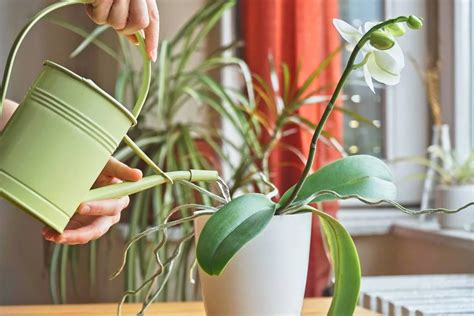 Schematické znázornenie správneho presádzania orchideí, vrátane výberu kvetináča a substrátu.