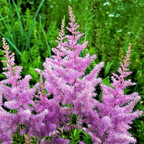 Záhon s rôznymi druhmi Astilbe v rôznych odtieňoch ružovej