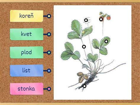 Schéma: Infografika zobrazujúca najčastejších škodcov kalerábu (skočka, voška, molica) a poškodené časti rastliny