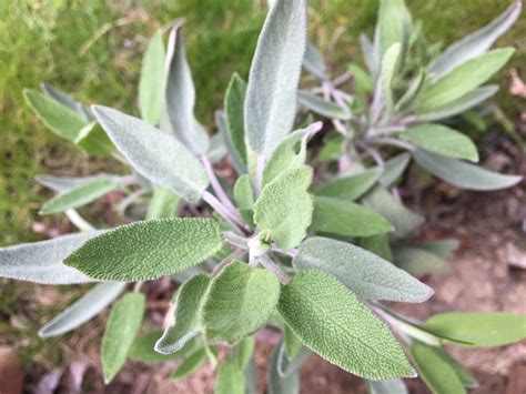 Schéma výsevu a sadenia šalvie lekárskej s vyznačenými rozostupmi