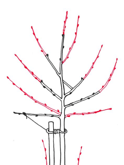 Schéma rezu mladého stromu s vyznačenými kostrovými konármi a ideálnymi uhlami odklonu.