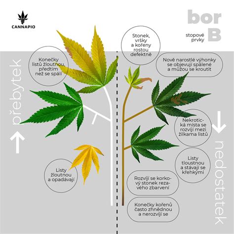 infografika s príznakmi nedostatku bóru u rastlín