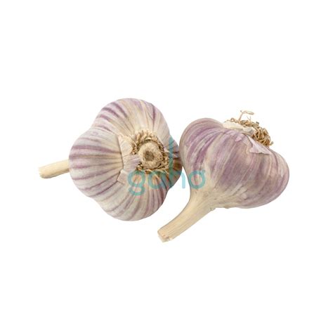 Schéma porovnania: český paličiak verzus dovozový cesnak so zameraním na počet strúčikov a vzhľad koreňov