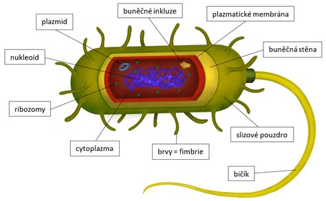 Ilustrácia jednotlivých fáz priečneho delenia prokaryotickej bunky.