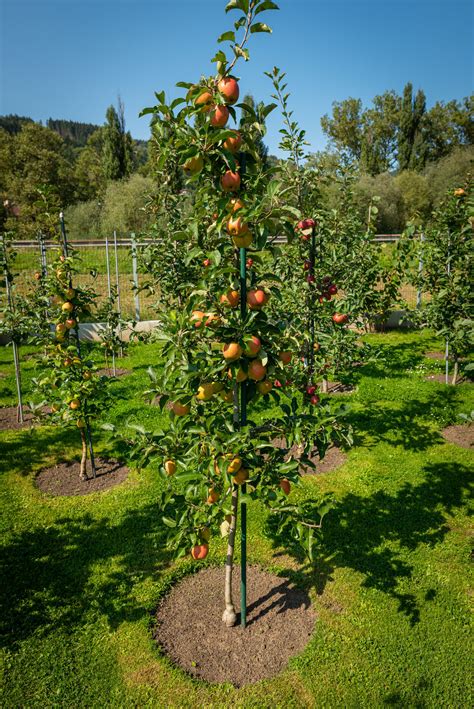 Fotografia tekvíc rastúcich vertikálne na mreži na malom pozemku.