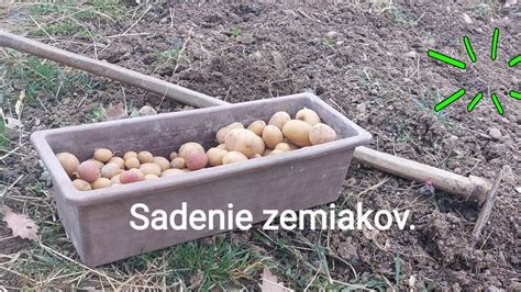 Infografika správnej hĺbky sadenia zemiakov do hrobčekov