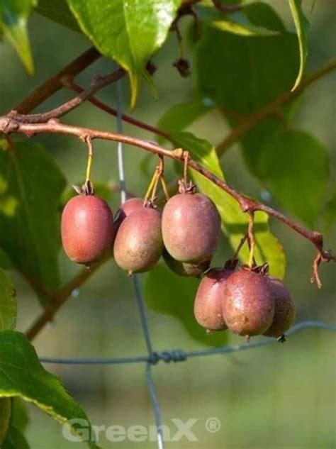 Schéma výsadby a opornej konštrukcie pre kiwi Weiki (liany na drôtenke)