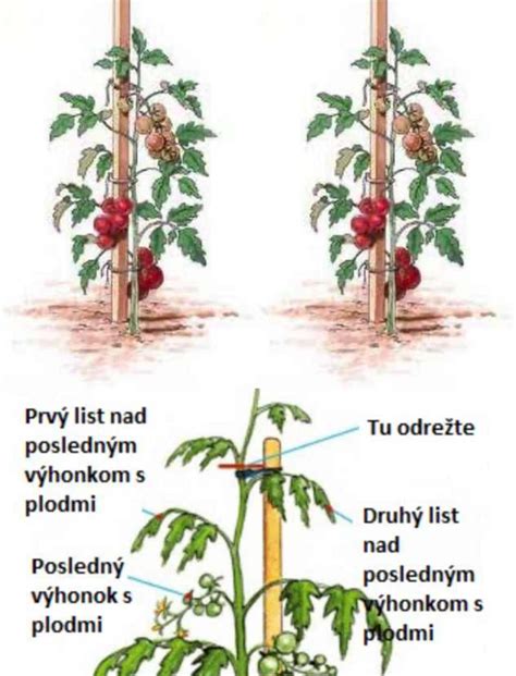 Schéma rastliny paradajky s vyznačeným hlavným výhonkom a bočnými výhonkami (zálistkami) v pazuchách listov