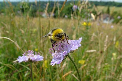 Ilustrácia rôznych druhov kvitnúcich rastlín, ktoré priťahujú včely