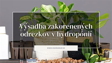 Fotografia zakorenených odrezkov v pohári s vodou