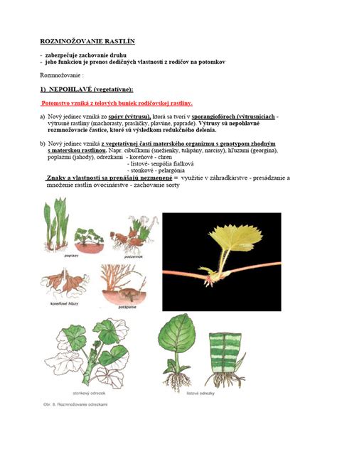 Schéma výsadby medovky s odstupmi riadkov a rastlín