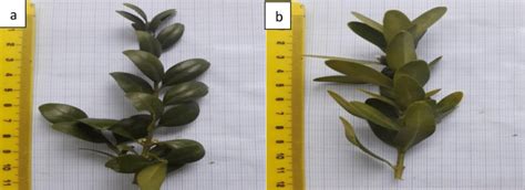 Schéma: porovnanie veľkosti listov a celkového vzhľadu rôznych druhov krušpánu (B. sempervirens, B. microphylla, B. balearica)