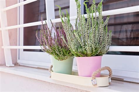 Ilustrácia vresu v kvetináči na balkóne