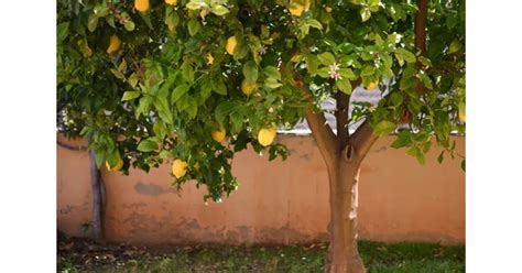 dekoratívne citrusové stromy v nádobách