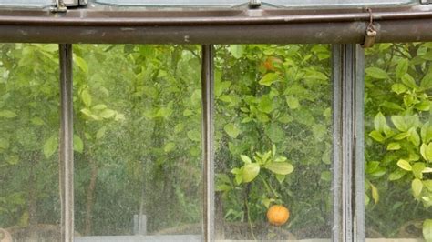 citrusy zimujúce v chladnej, svetlej miestnosti