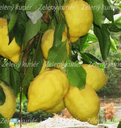 citrónovník s dozrievajúcimi plodmi