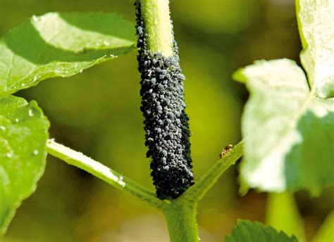 Ilustrácia vošiek na rastline bôbu