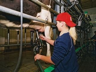 Dojenie kráv na ekologickej Farme Východná