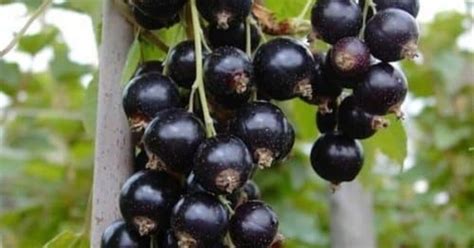 Schéma kríka ríbezle čiernej Titania s vyznačením zdravého koreňového systému a optimálneho rezu