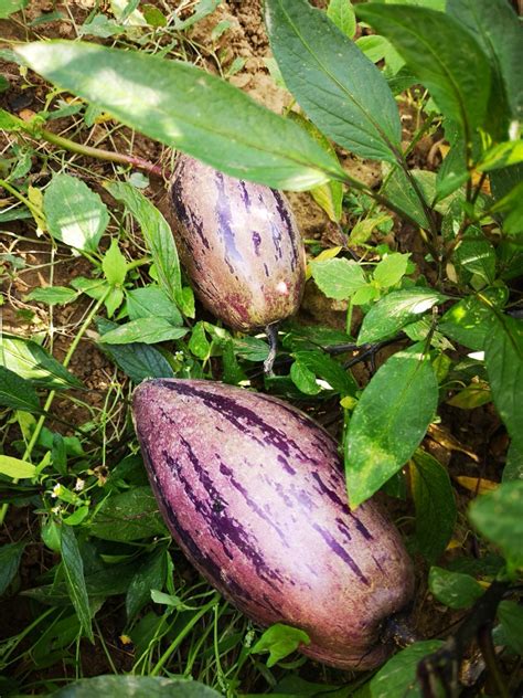 Pepino Gold pestované v kvetináči na slnečnom balkóne