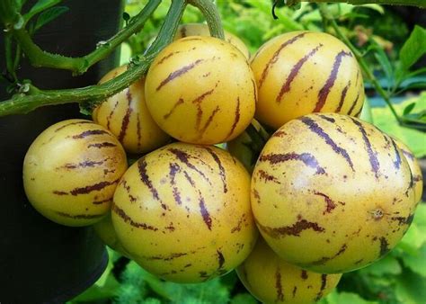 rozrezané a pripravené plody Pepino Gold na konzumáciu