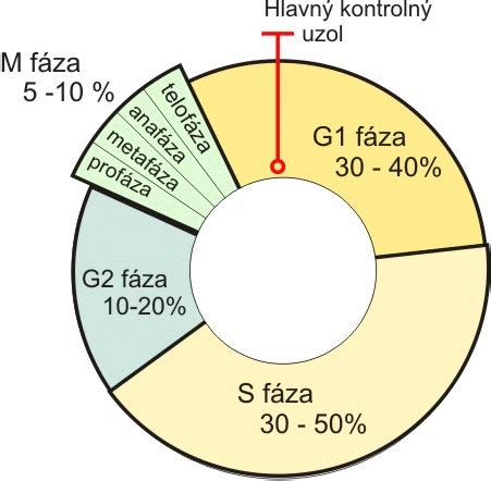 Schéma bunkového cyklu znázorňujúca fázy G1, S, G2 a mitotickú fázu (M)