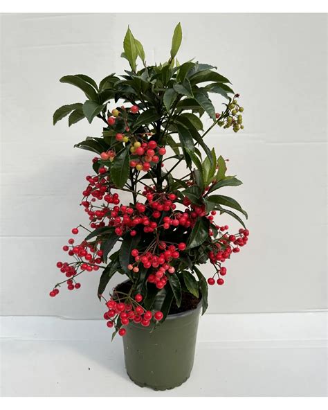 Detailná fotografia Ardisia crenata s výraznými červenými bobuľami a lesklými tmavozelenými listami
