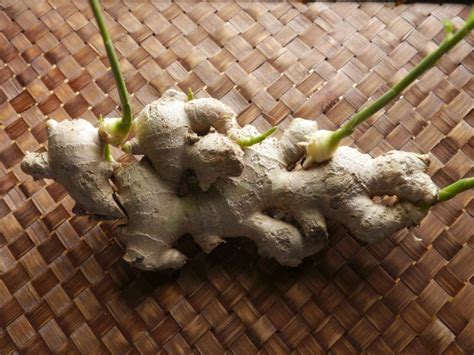 Fotografia zázvoru, kde sú viditeľné podzemky s púčikmi