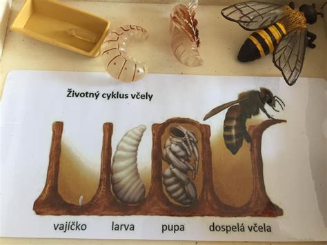 Infografika: životný cyklus vošky a mravca