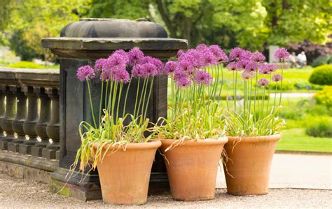 Koláž: rôzne sprievodné rastliny ako aksamietnica, cesnak, cibuľa, rumanček