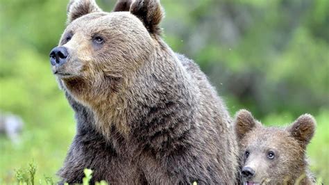 Tematické foto medveďa ušatého v prirodzenom prostredí