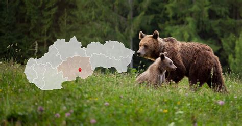 Ilustrácia samice medveďa ušatého s mláďatami