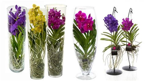 Detailné zobrazenie mikroskopických semien orchideí klíčiacich na agarovej pôde v sterilnom prostredí laboratória.