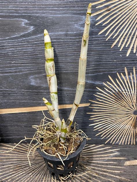 Fotografia rezkov orchidey Dendrobium s viditeľnými vzdušnými koreňmi, pripravených na výsadbu.