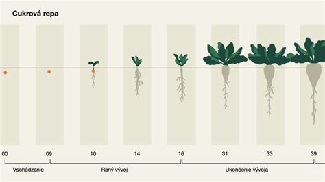 Infografika znázorňujúca vplyv vápnika na vývoj koreňového systému rastlín