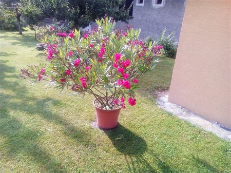 oleander kvitnúci v lete na terase