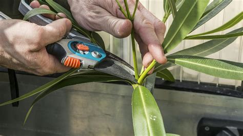 oleander ostrihaný na krátke výhonky koncom zimy