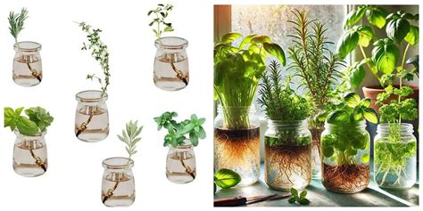 Ilustrácia rôznych druhov liečivých byliniek v záhrade