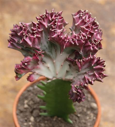 koralový kaktus Euphorbia lactea ‘Cristata’ v interiéri