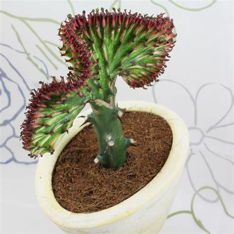 detail vrúbkovaného vzhľadu Euphorbia lactea ‘Cristata’