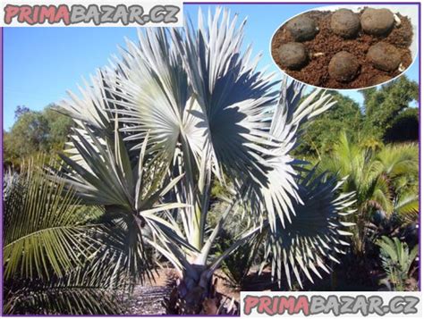 Ilustrácia znázorňujúca jednotlivé kroky klíčenia semena palmy: namáčanie, čistenie, umiestnenie vo vermikulite, objavenie koreňa, presadenie do kompostu.