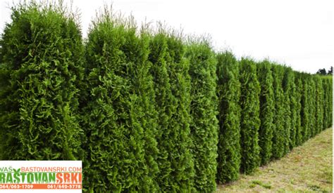 Charakteristika a rast tuje západnej 'Brabant'