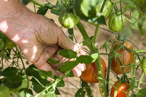 Ilustrácia vylamovania zálistkov paradajky.