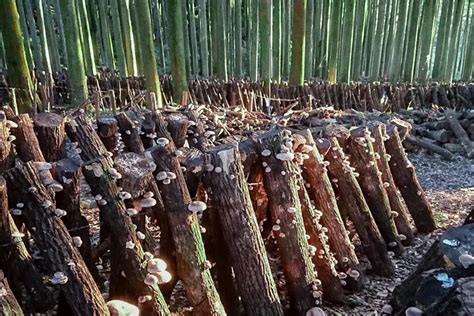 Ilustrácia rôznych druhov drevín vhodných na pestovanie shiitake