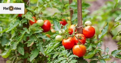 Príprava záhona na výsadbu paradajok